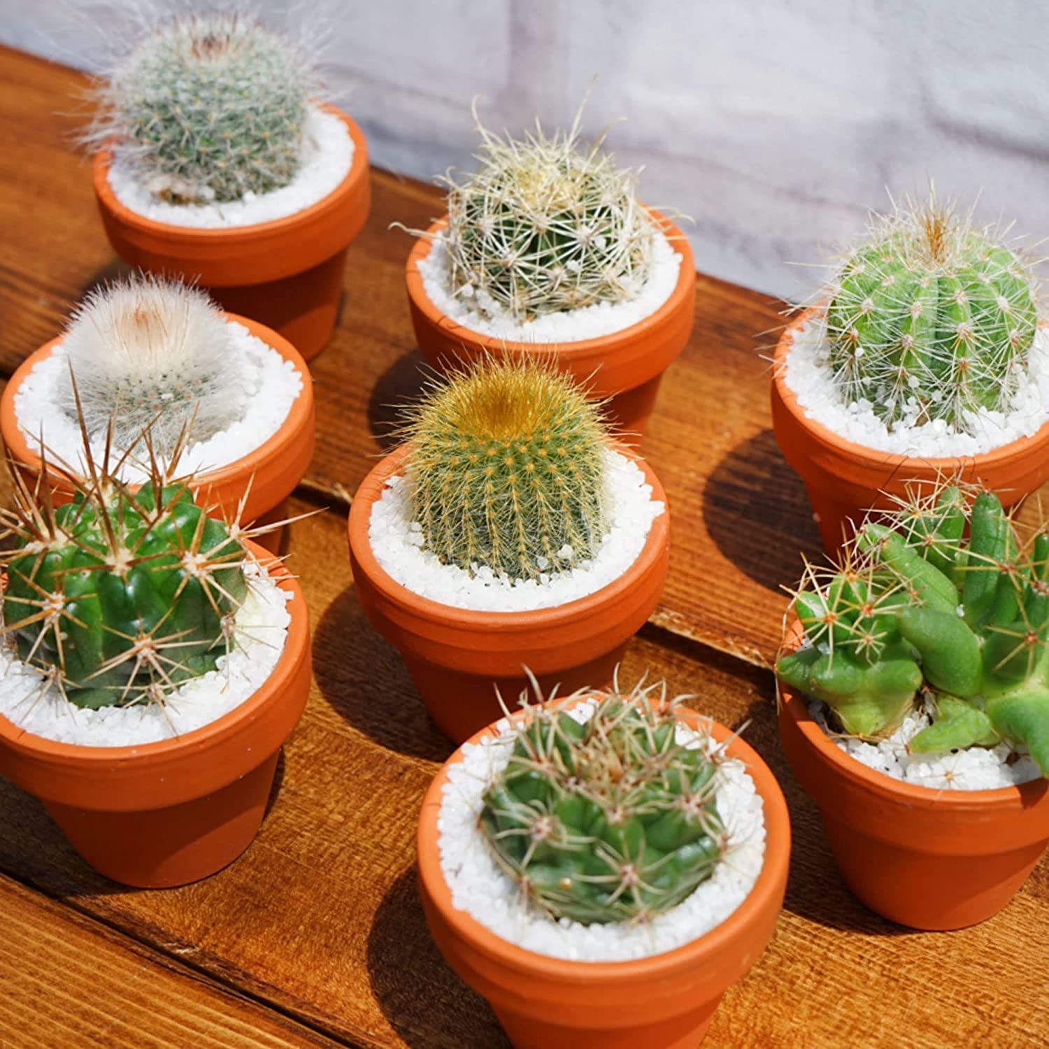 サボテン ６点セット １.５号鉢 (約4.7cm×4.7cm×9cm) 観葉植物