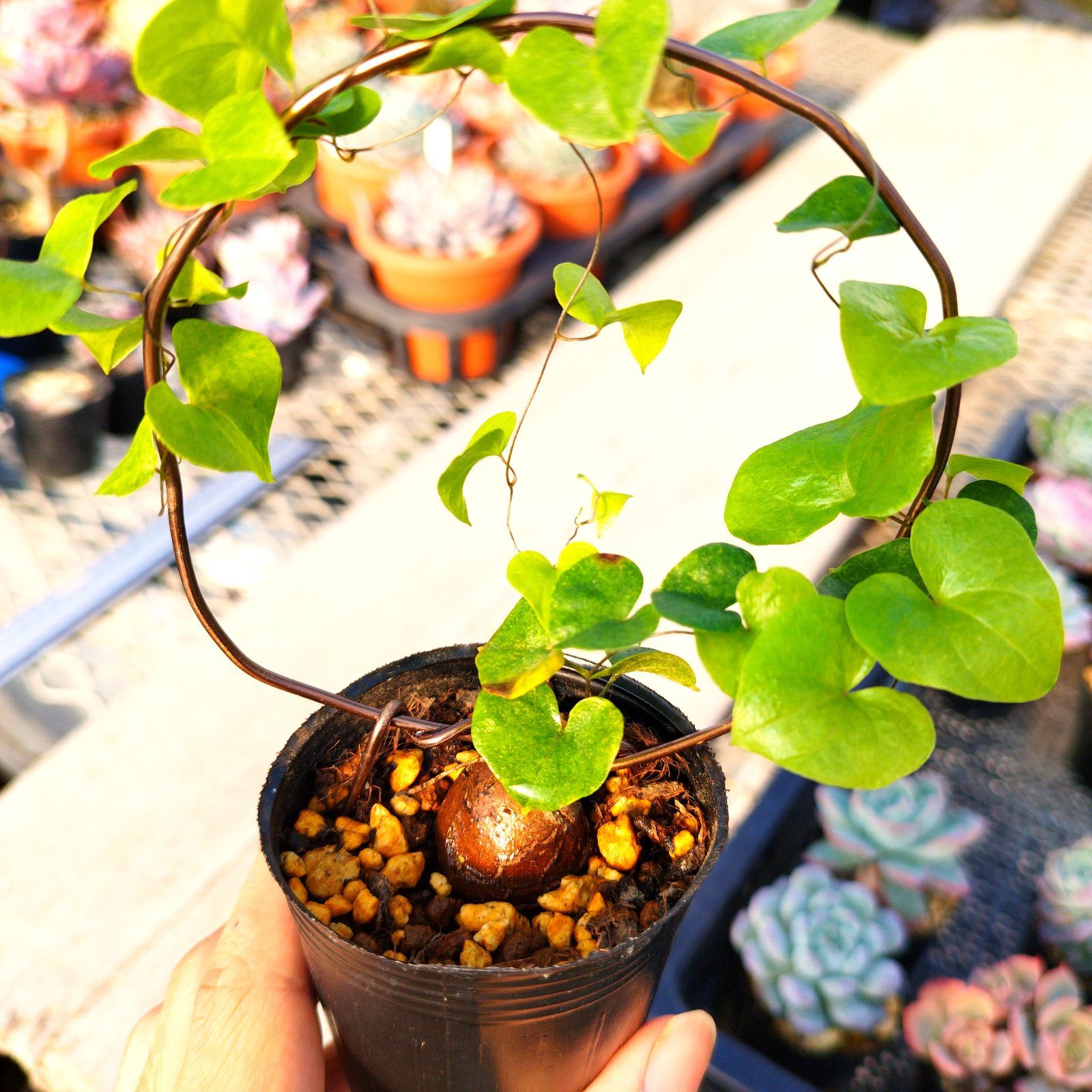 塊根植物 アフリカ亀甲竜 実生 ポットごと - メルカリ 塊根植物 アフリカ亀甲竜 実生 ポットごと - メルカリ
