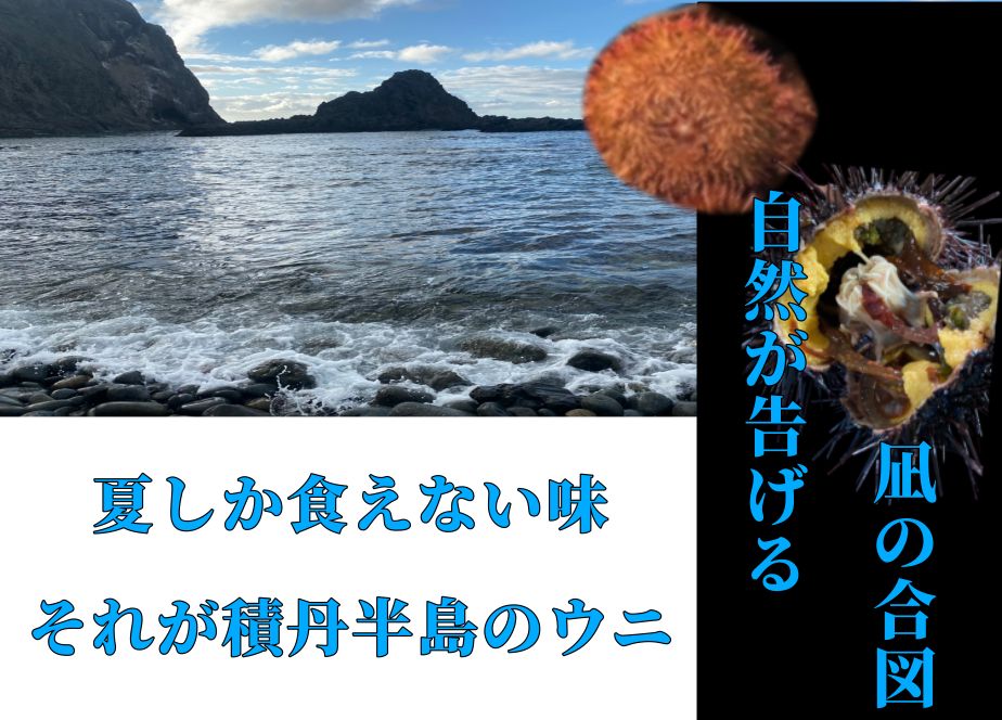 塩水ウニ バフンウニ