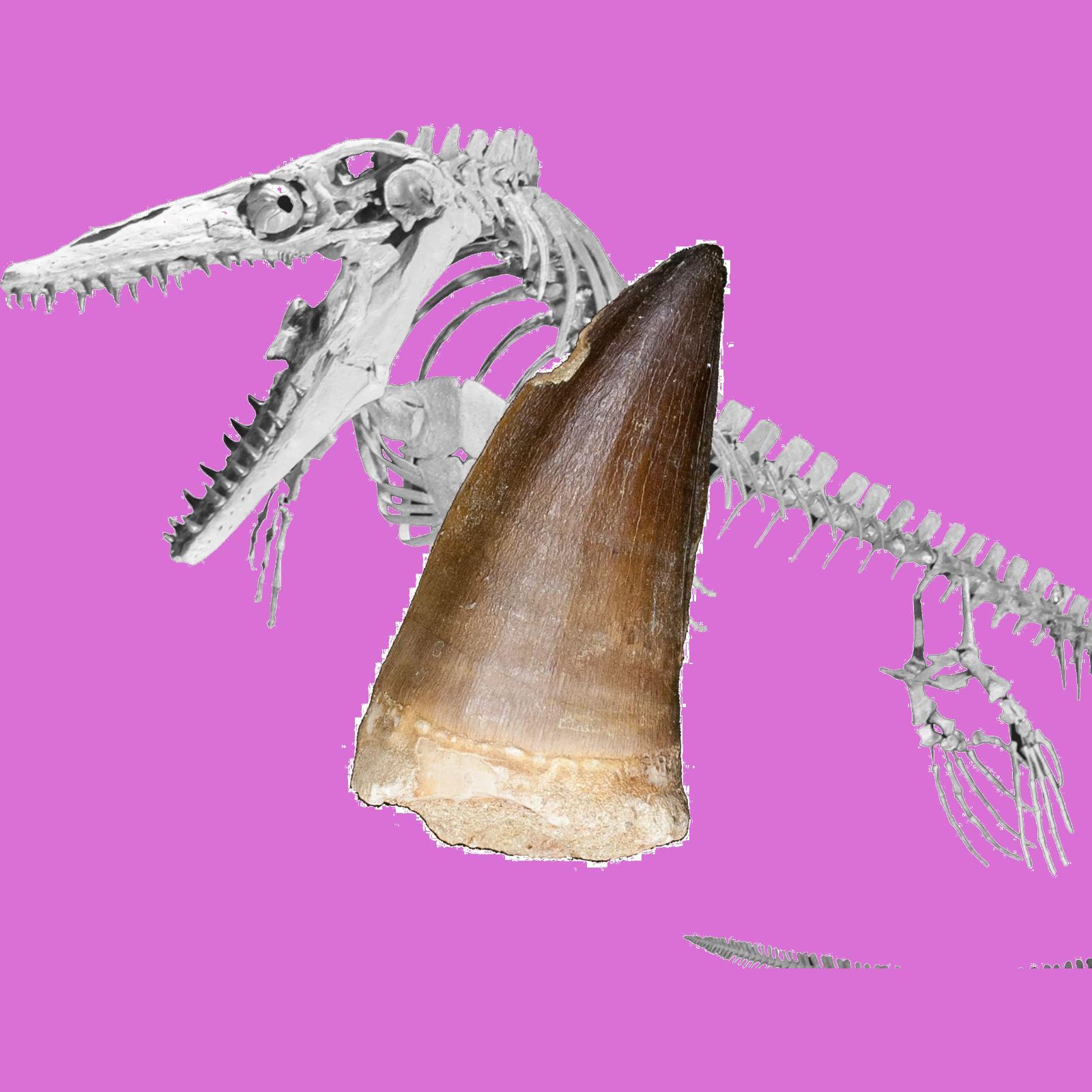 SCIENCE 恐竜の化石「モササウルスの歯 化石 約20mm（Mosasaurus tooth 