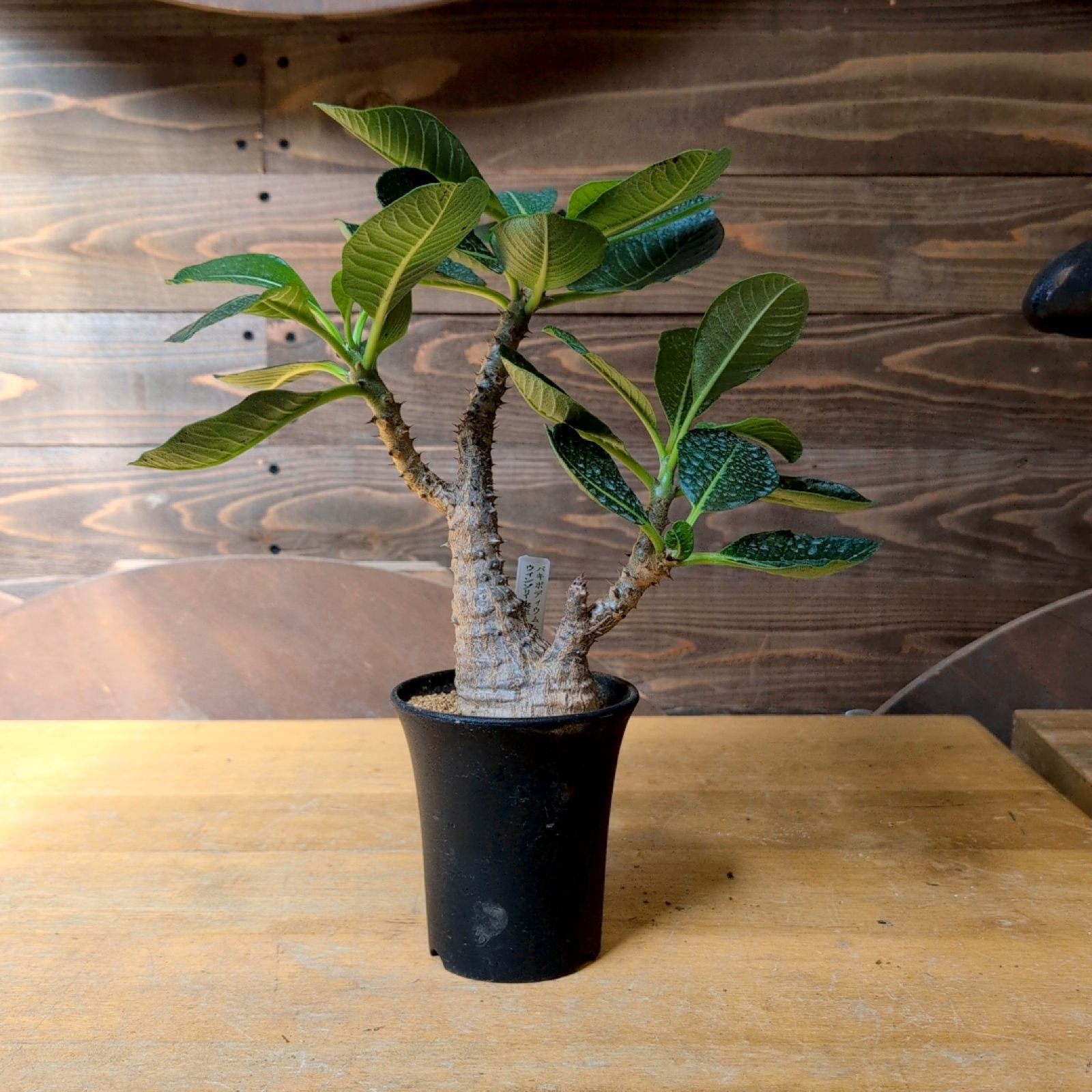 ウィンゾリー パキポディウム 【 現品 】実生 鉢のまま発送