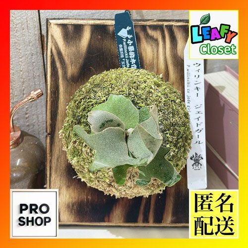 観葉植物 コウモリラン ビカクシダ ウィリンキー ジェイドガール 板付 現品 インテリアグリーン 壁掛け おしゃれ かわいい 506255