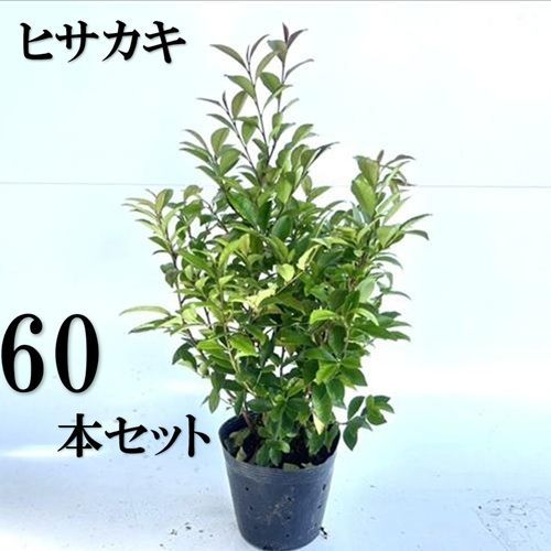 60本セット ヒサカキ樹高0.4m前後15cmポット