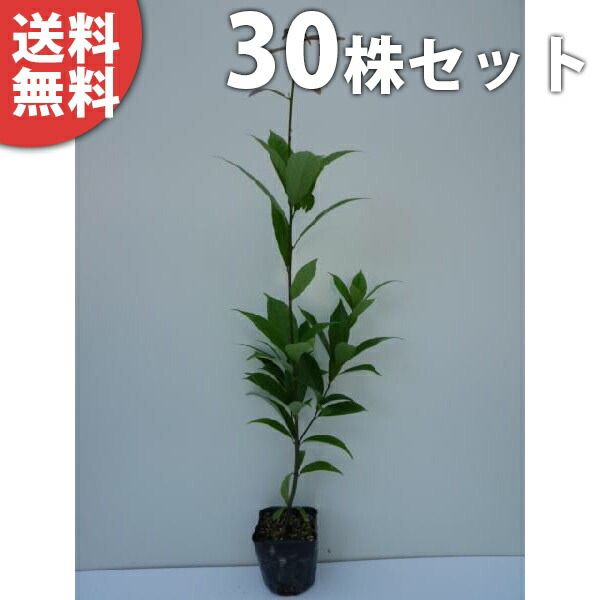 苗|苗木 30本セット アラカシ 樹高0.5m前後 10.5cmポット あらかし 粗樫 クロガシ ナラバガシ 苗木 苗 植木 庭木 生け垣 ka 30本 30