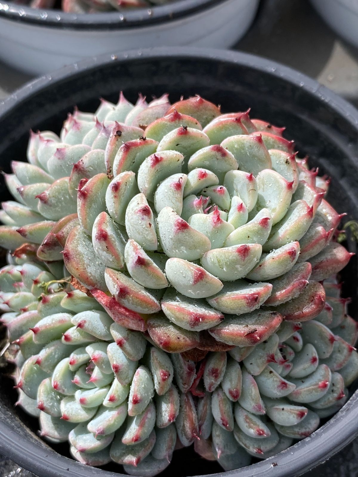 多肉植物 韓国苗 エケベリアmix苗 100苗セット 小苗多め ゆうパック発送 多肉植物 韓国苗 エケベリアmix苗 100苗セット ゆうパック発送