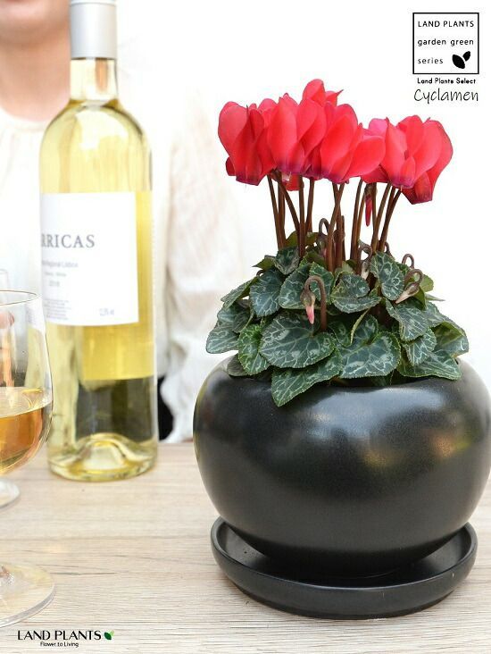 タイニークラッシュ ルアマガ限定 2個セット LMキメラ 忍者フラッシュ