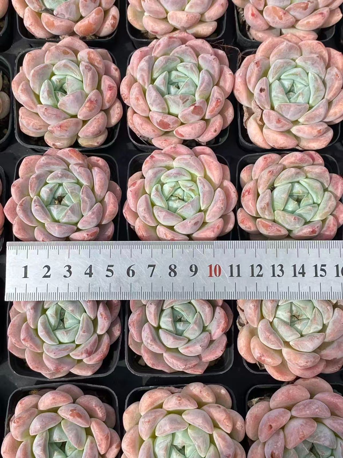 18株の抜き苗セット】ティテュバンス錦 多肉植物 佐川急便発送