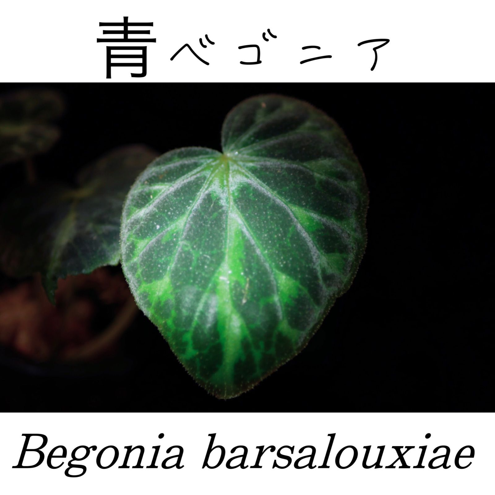 原種ベゴニア】Begonia barsalouxiae バルサロウクシエ - メルカリ