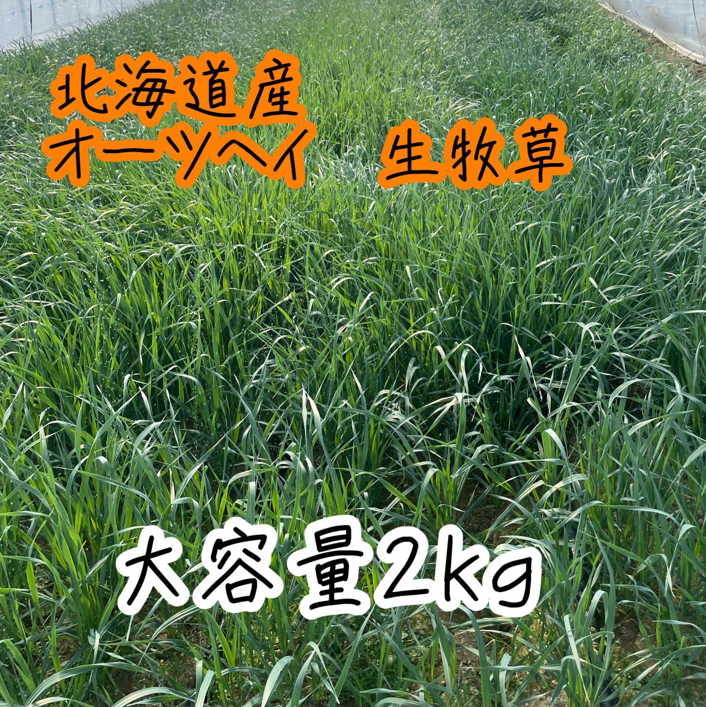 北海道産　オーツヘイ　生牧草　2kg うさぎ、モルモット、リチャードソンジリス、プレーリードッグなどの小動物に