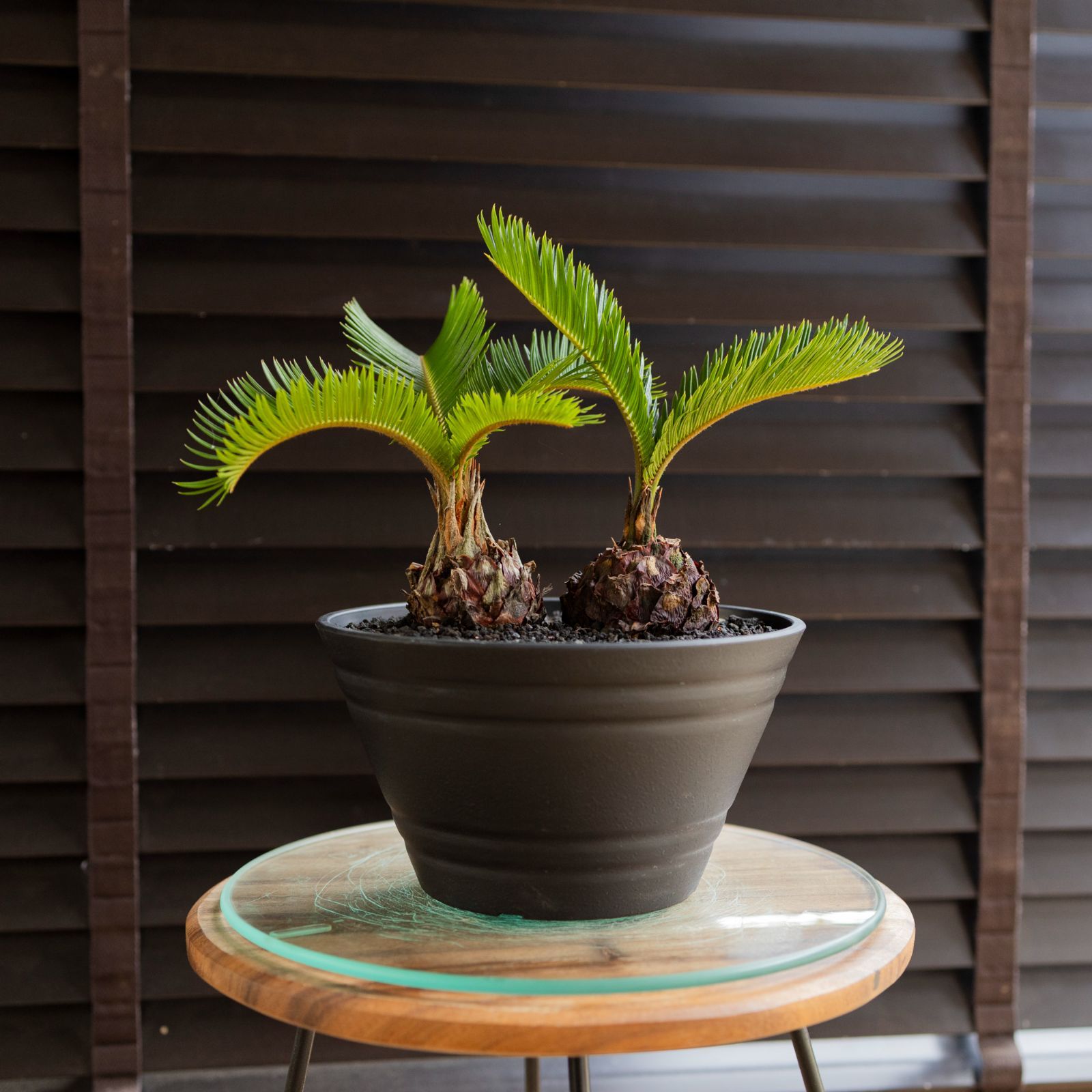 ソテツ　メス木　特大株　ドライガーデン　ロックガーデン　カルフォルニアスタイル ソテツ メス木 特大株 ドライガーデン ロックガーデン カルフォルニア