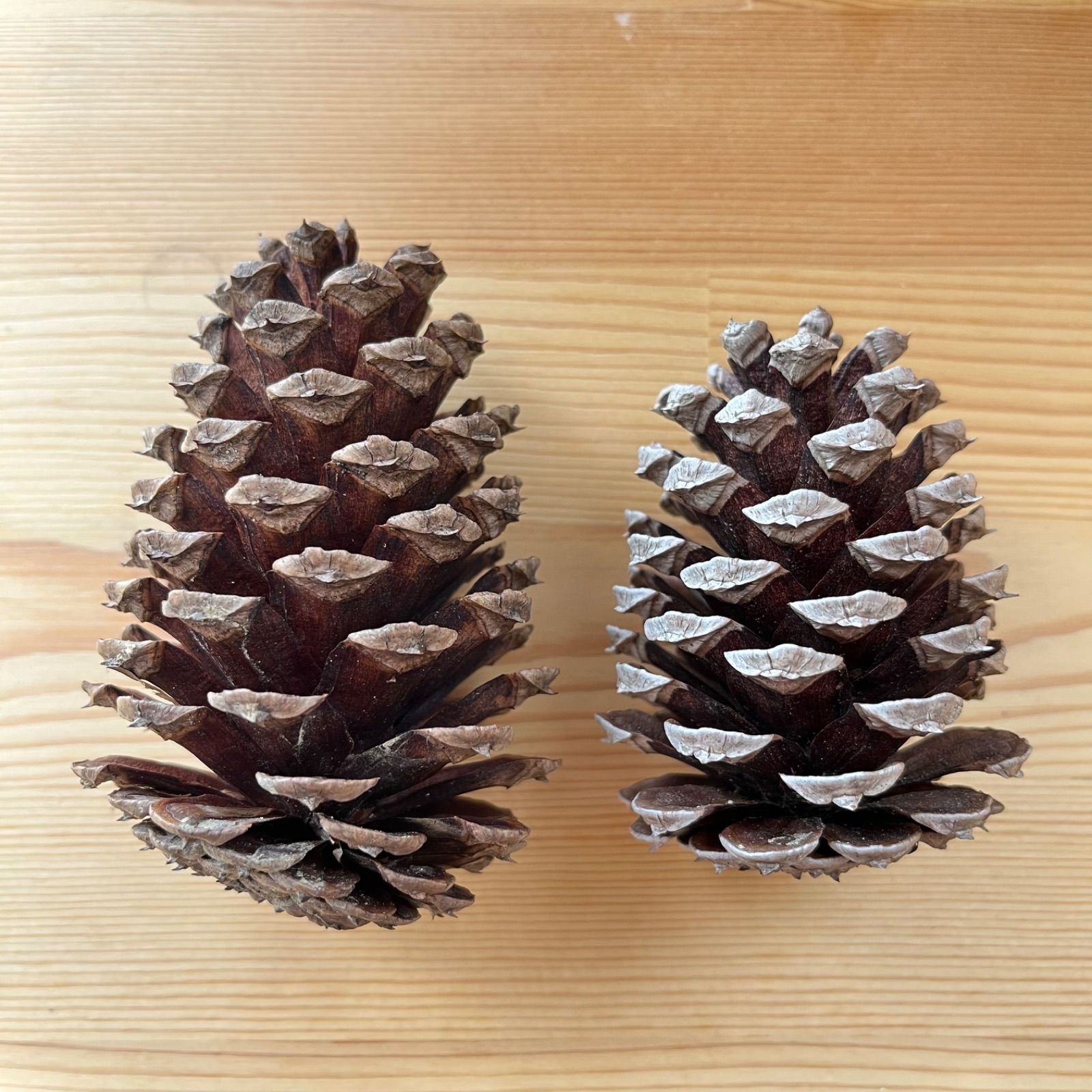 自然素材】大王松 松ぼっくり 7〜12cm 60サイズ箱 - メルカリ