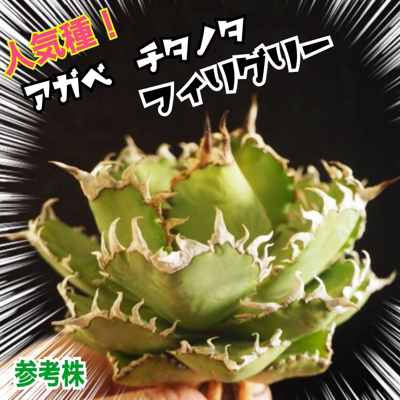 アガベ チタノタ フィリグリー 優良血統厳選 細くてうねった鋸歯