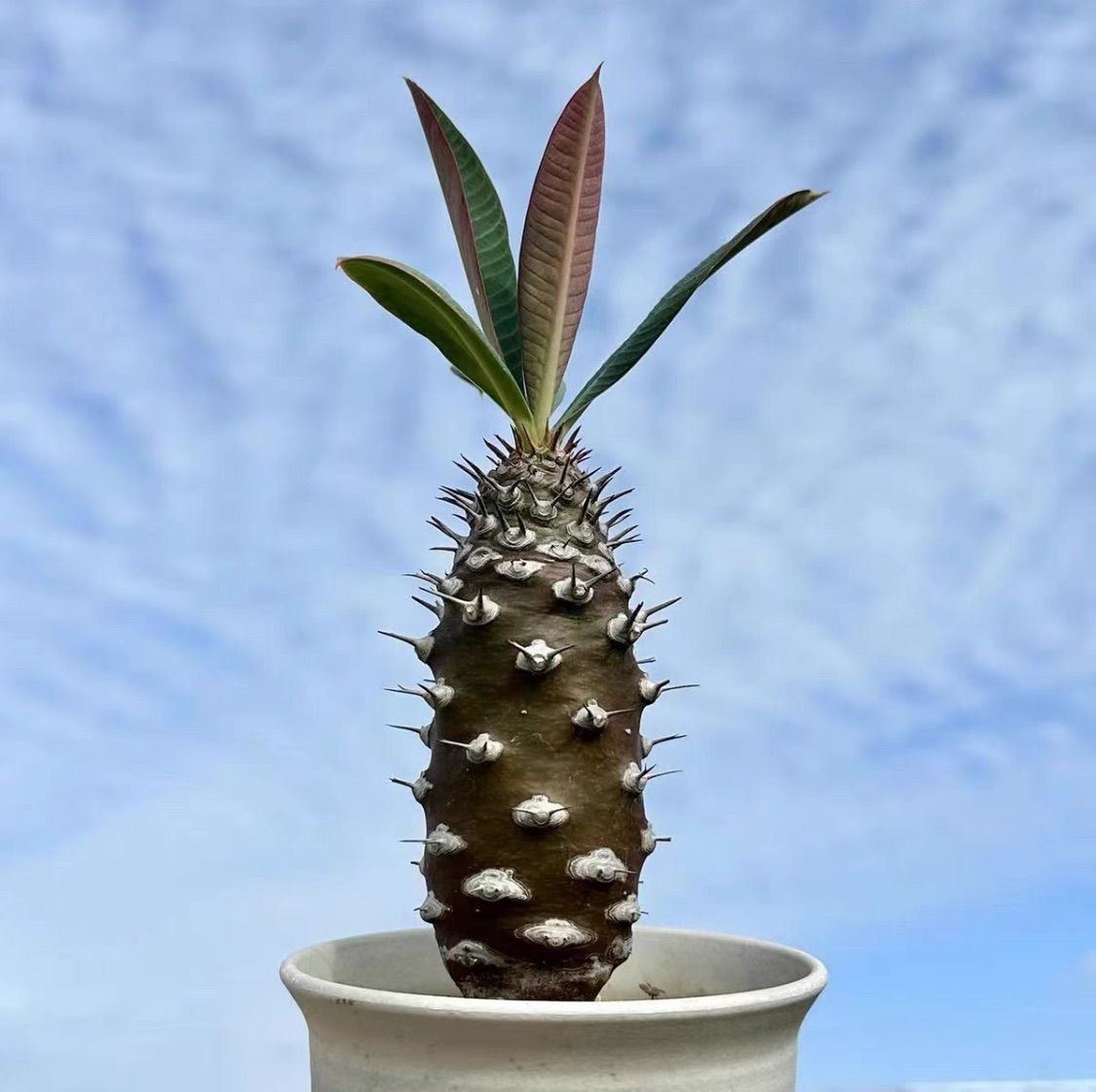 8月入荷新鮮 10粒ユーフォルビア ハドラマウチカ種子のサムネイル