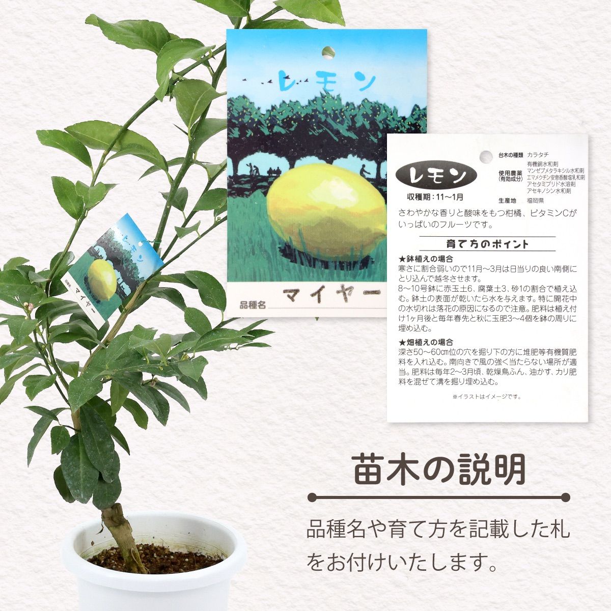 マイヤーレモン 2年生 接木苗 7号ポット 枝付き仕立て - メルカリ