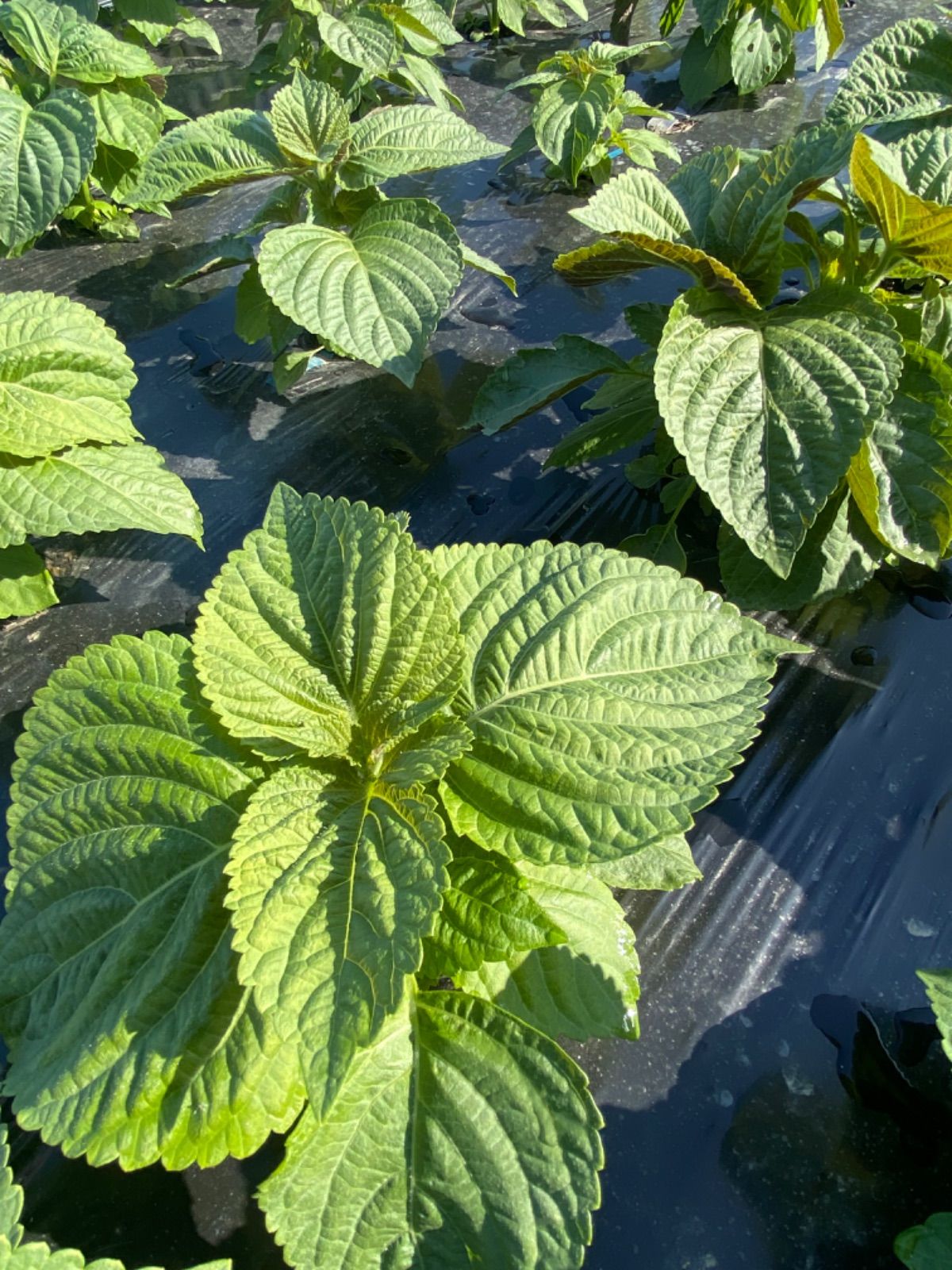 メルカリshops 徳島県産 無農薬 エゴマの葉 100枚