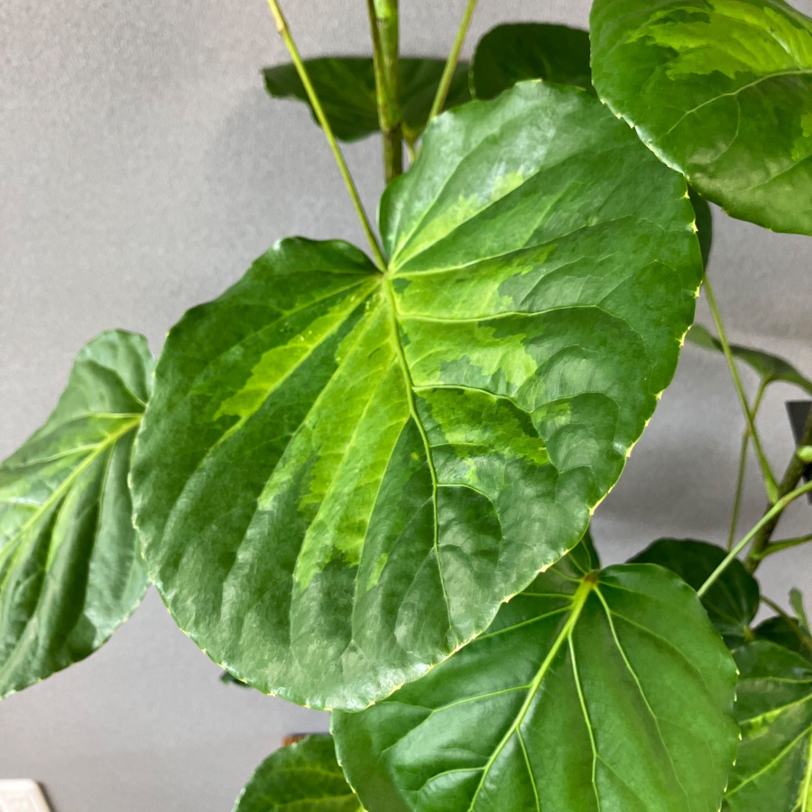 超希少❗️ポリシャス　フリスビー　スーパームーン✨ 超希少❗️ポリシャス フリスビー スーパームーン✨ 超希少