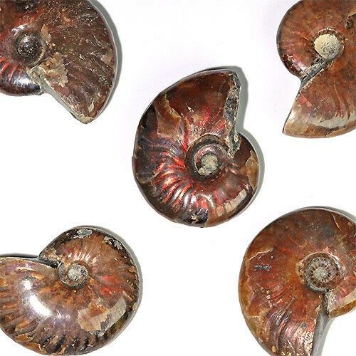 D144-M〕Mマダガスカル産 アンモナイト 化石 Ammonite 1点【ランダム