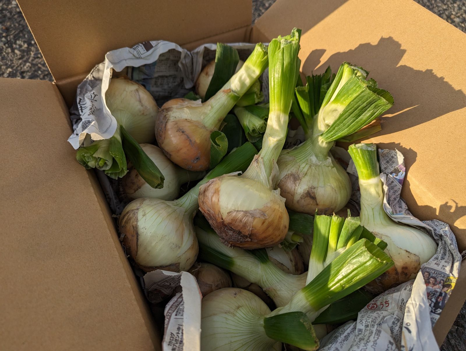 甘くて柔らかい新玉ねぎ（4.5kg）【農薬不使用】静岡県産