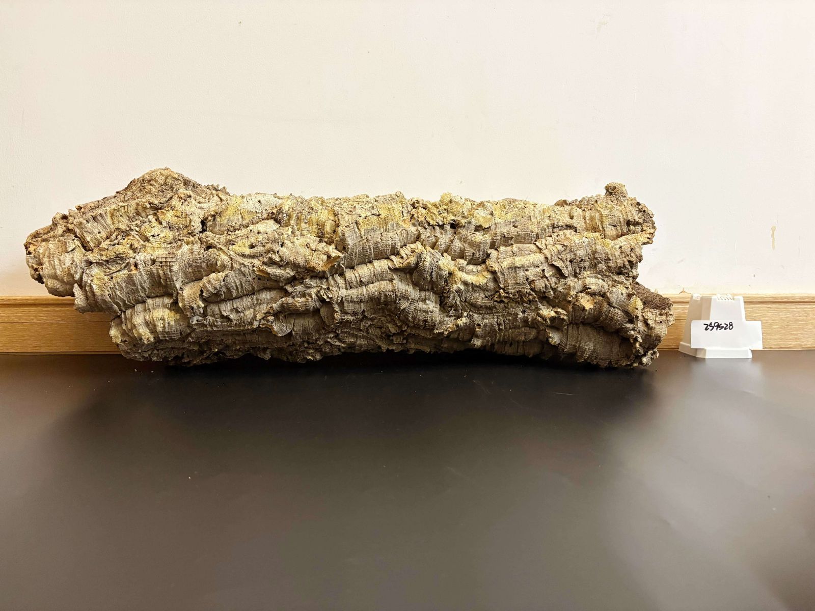 着生ラン 両生類