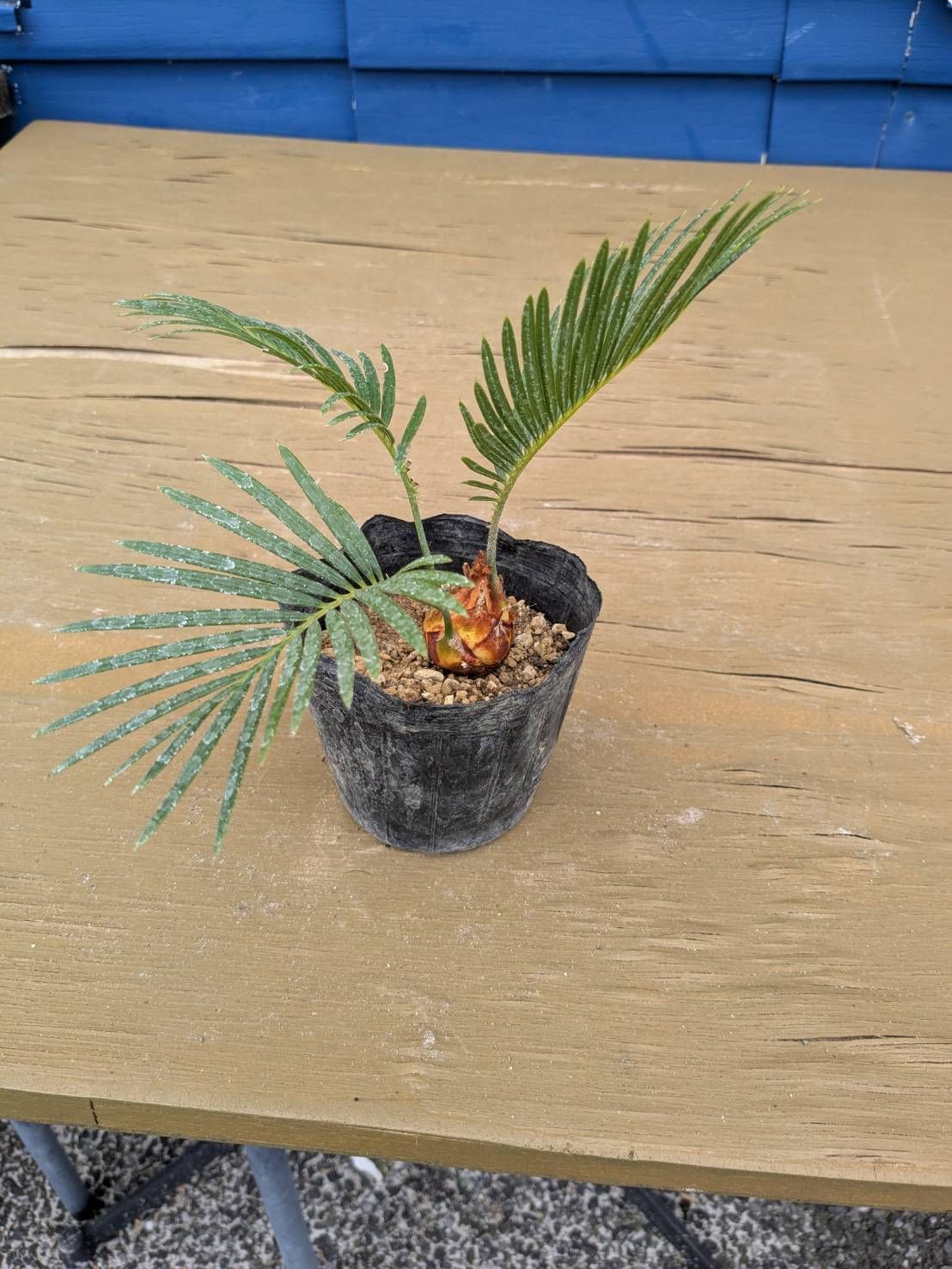 抜き苗発送】実生苗 ソテツ 蘇鉄 Cycas revoluta 2025-5-23-cr5 - メルカリ