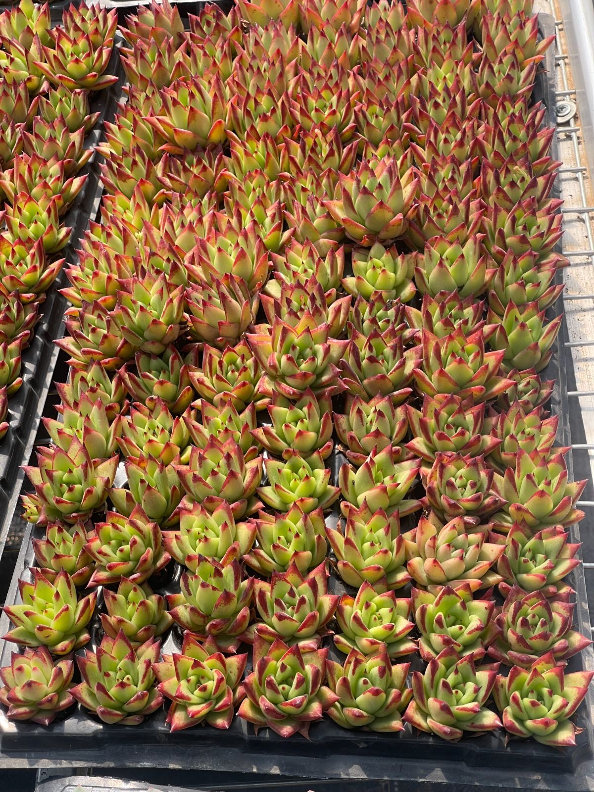 105株　S110-4　多肉植物 エケベリア　　 レッド　　　超美苗 サボテン 観葉植物 花 園芸　レア種 土と根付きで
