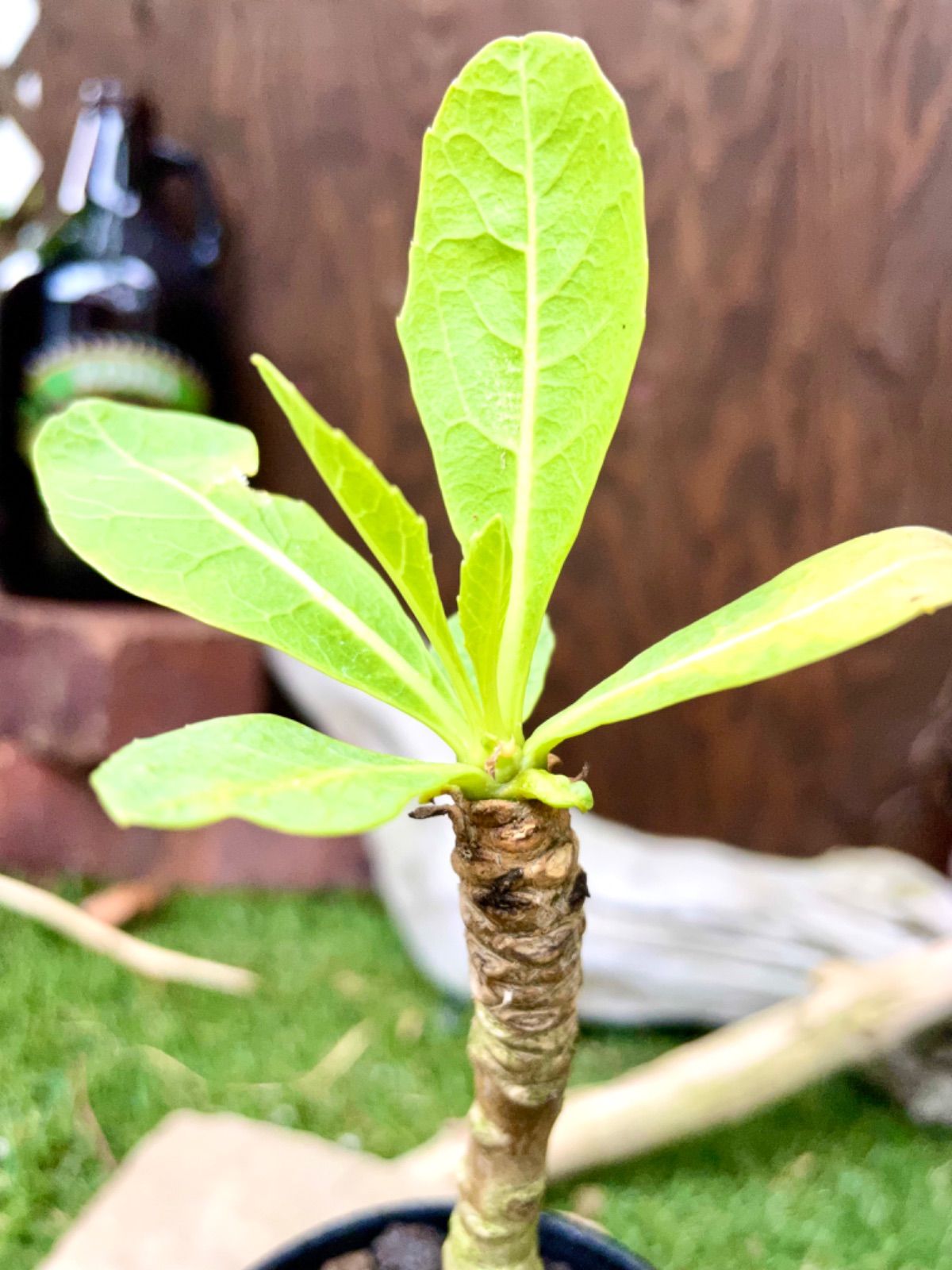 ☆TO☆希少☆アルラ ブリガミア・インシグニス Brighamia insignis