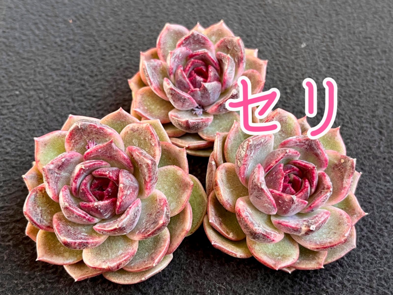 ☆多肉植物 セリ エケベリア 韓国苗☆ - メルカリ