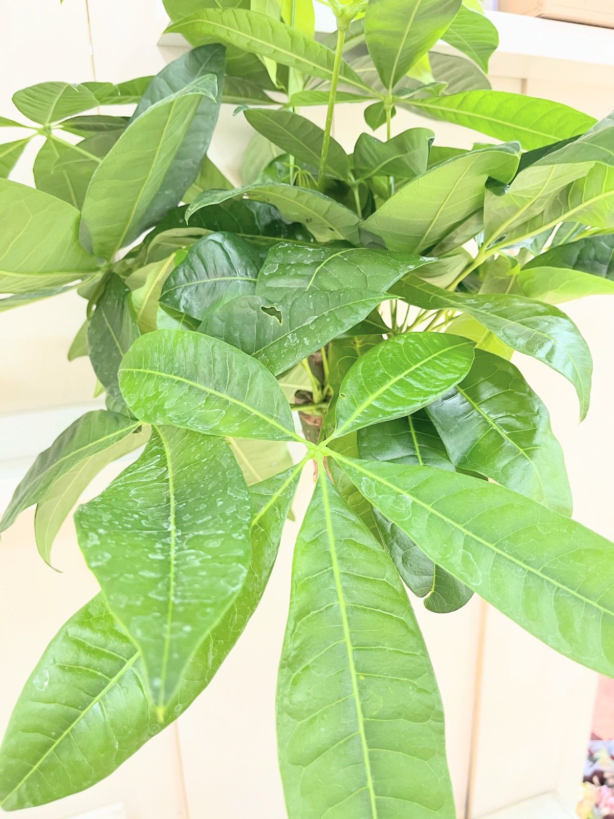 セール中！9020円→8580円】パキラ ねじり 8寸プラ鉢 - メルカリ