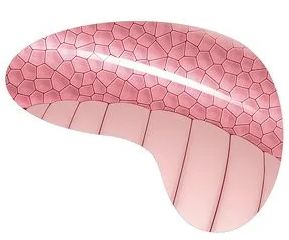 モンスター娘のいる日常 さきっちょだけ しっぽ抱き枕 130A8223