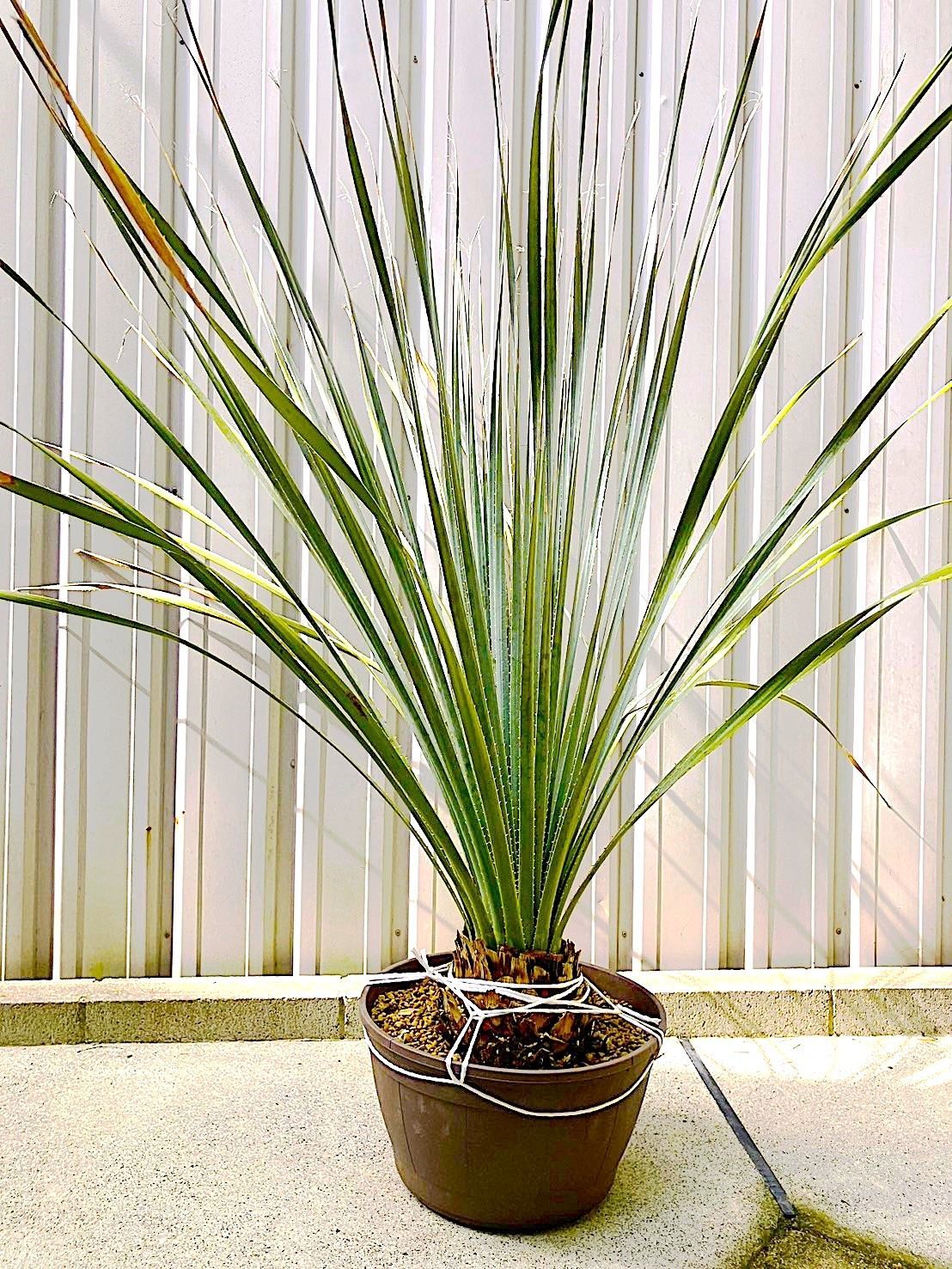 ダシリリオン　グラウコフィルム　8号鉢 ダシリリオン グラウコフィルム 8号鉢 ダシリリオン グラウコフィラム