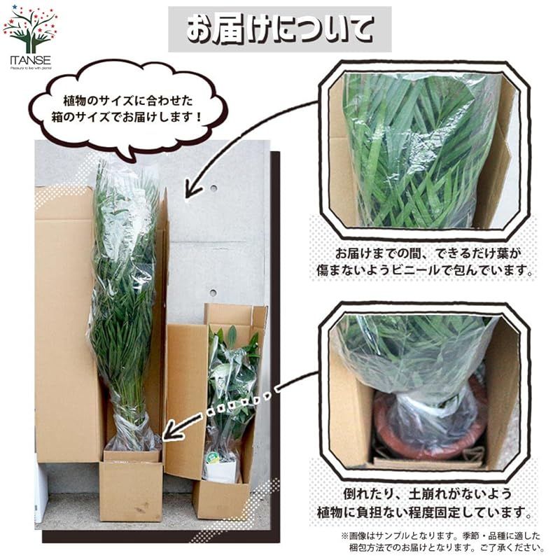 品種で選べる観葉植物 1個売り