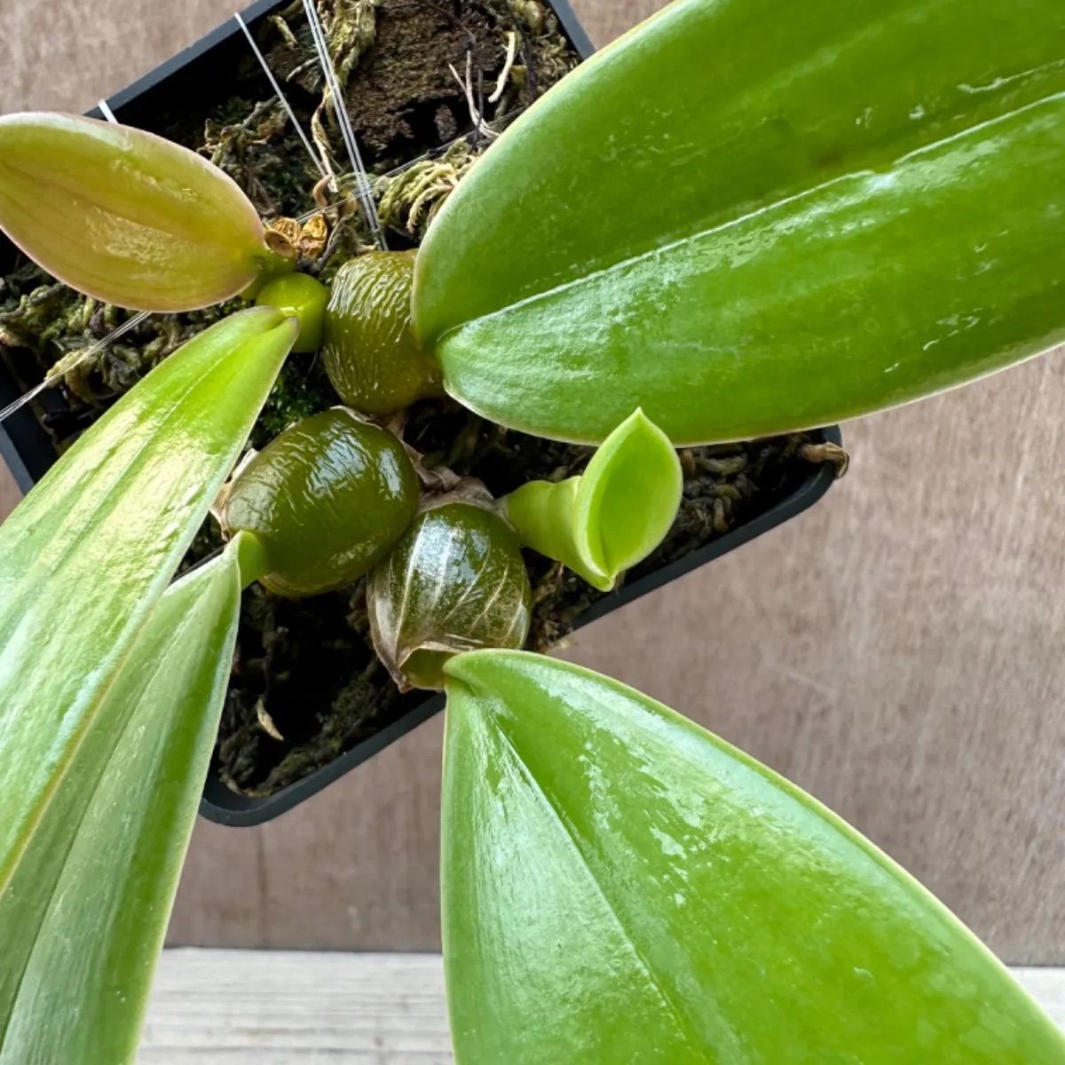 バルボフィラム ファレノプシス③ Bulbophyllum phalaenopsis 現品