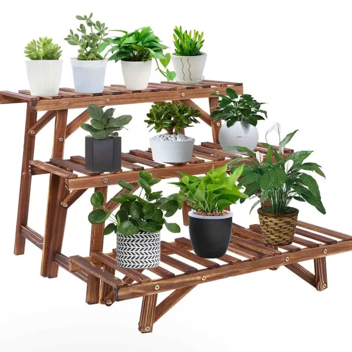 現品］【希少】10T ストレリチア ノンリーフ 根上がり 7号 大型