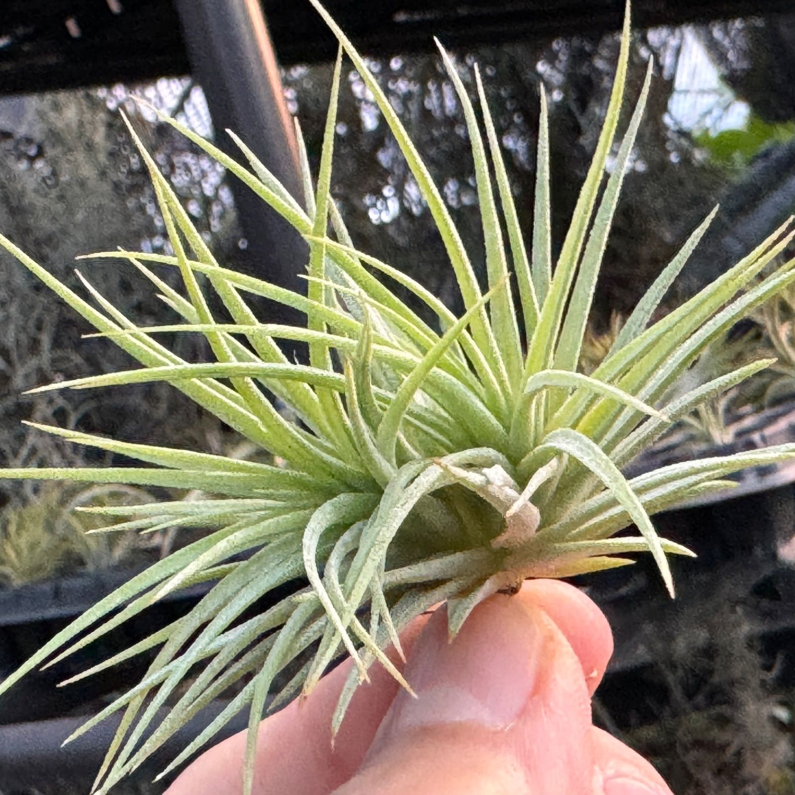 チランジア Fat Boy Tillandsia Fat Boy
