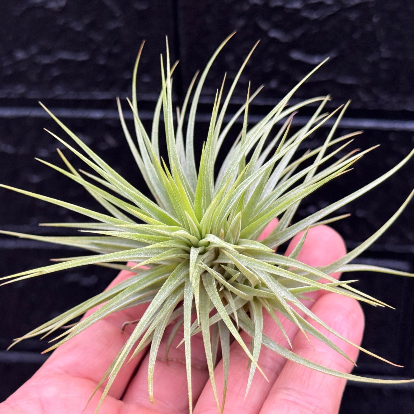 チランジア Fat Boy Tillandsia Fat Boy