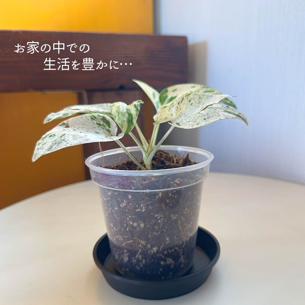 観葉植物 【希少品種】 エピプレムナム ピナツム マーブル 3.5号 プラスチック鉢 黒皿付 ハブカズラ 斑入り おしゃれ お中元 鉢植え 人気  誕生日 インテリア 送料無料 - メルカリ