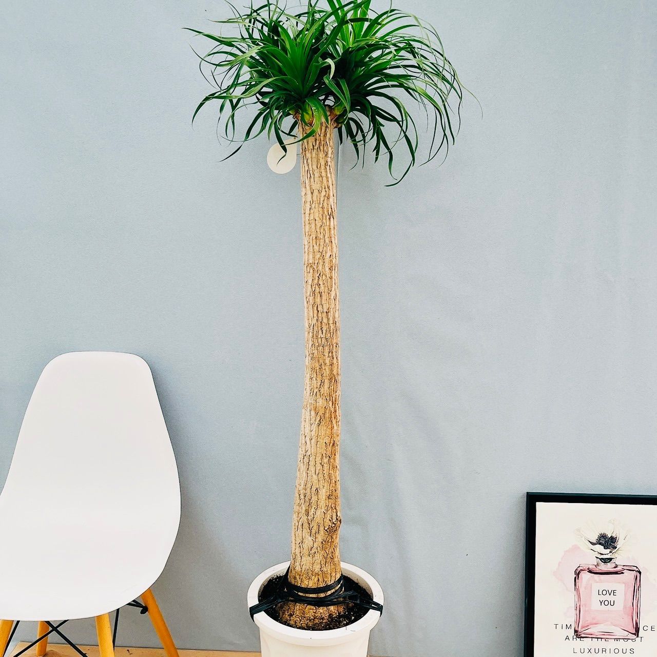 現品】ポニーテール トックリラン ノリナ 特大サイズ 大株