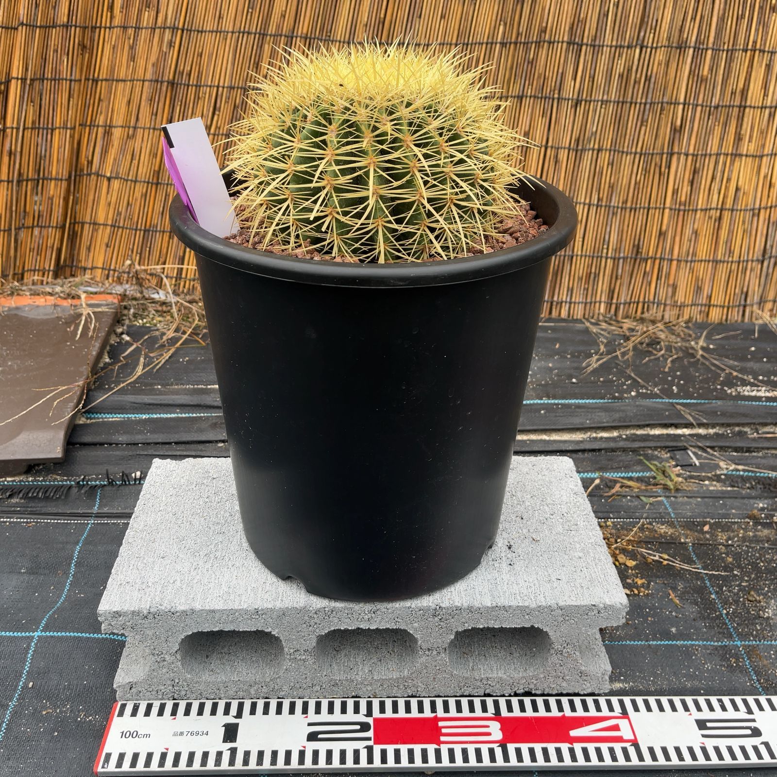 鉢ごと発送】サボテンの王様！金色サボテン / 金鯱（キンシャチ）Golden barrel cactus / 8号 黒鉢【現品】M24-6-25-07  - メルカリ