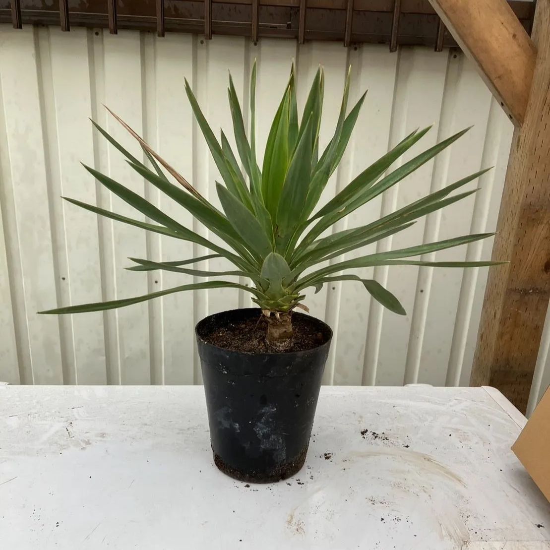 鉢ごと発送】ユッカ グロリオサ Yucca gloriosa - PALM TREE STORE