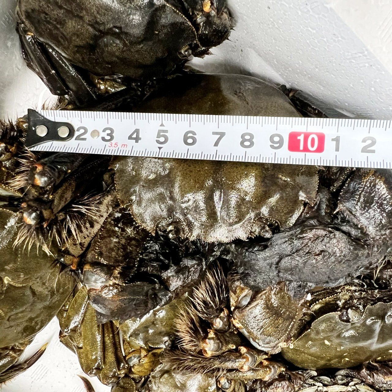 ?急速冷凍モクズガニ?大サイズ６kg 目安27-45杯