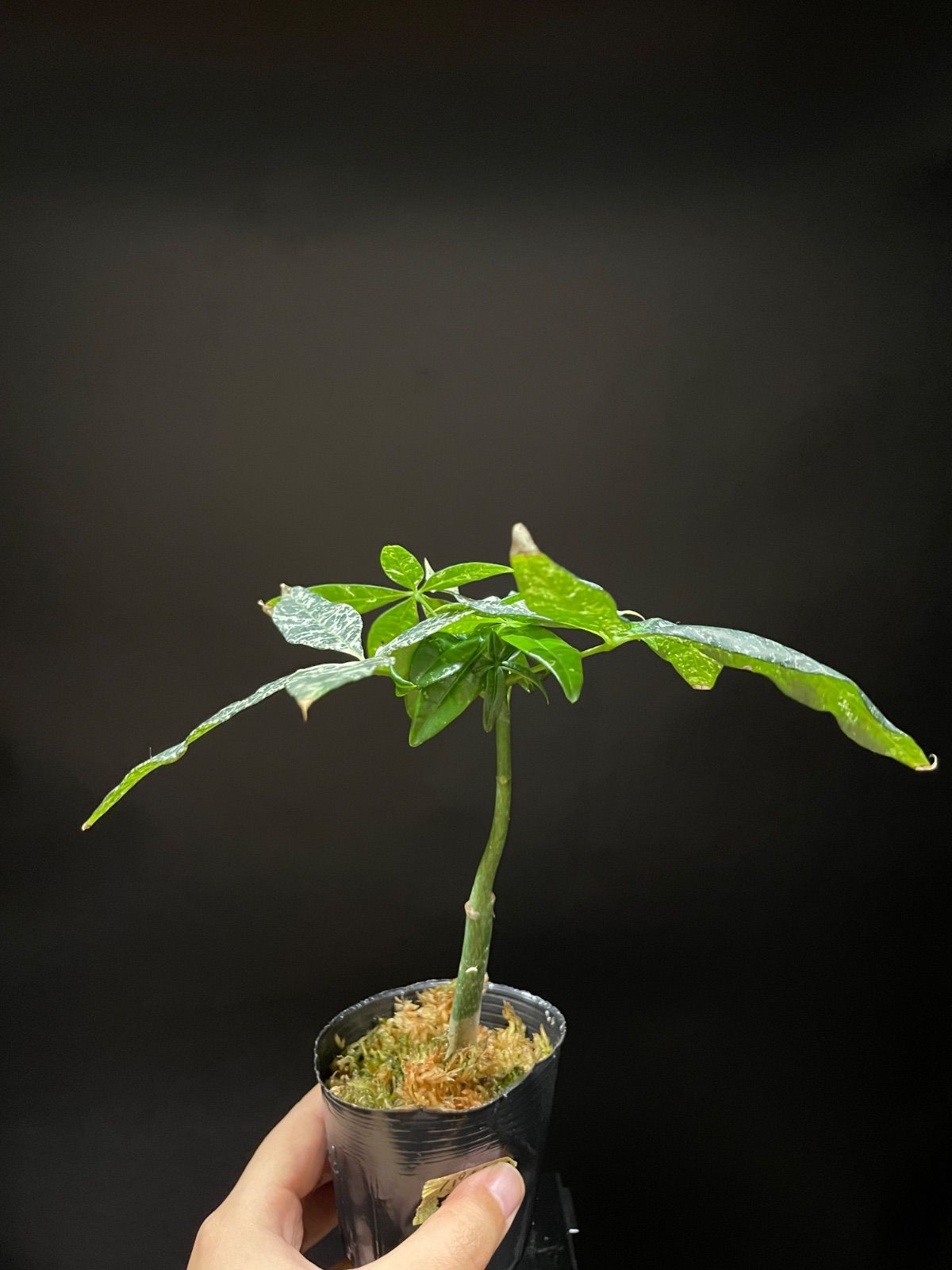 実生苗】パキラミルキーウェイ パキラ・ミルキーウェイ 実生 大苗 100