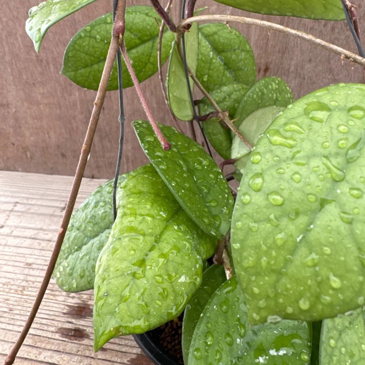 ホヤ フンギー① サクララン 桜蘭 3号 Hoya fungii ホヤ フンギー Hoya