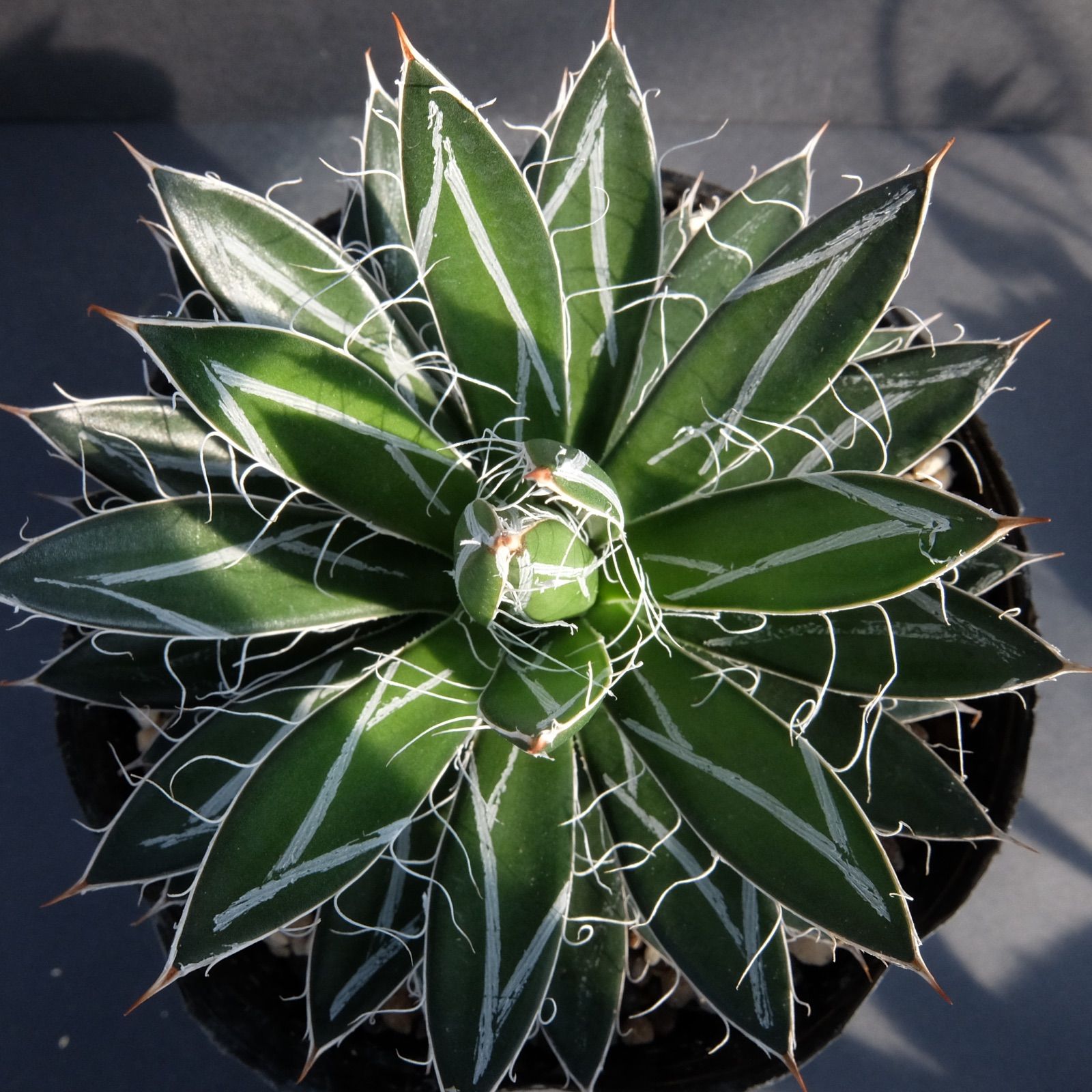 アガベ 白糸の王妃笹の雪錦 美株 希少 No.3 - メルカリ