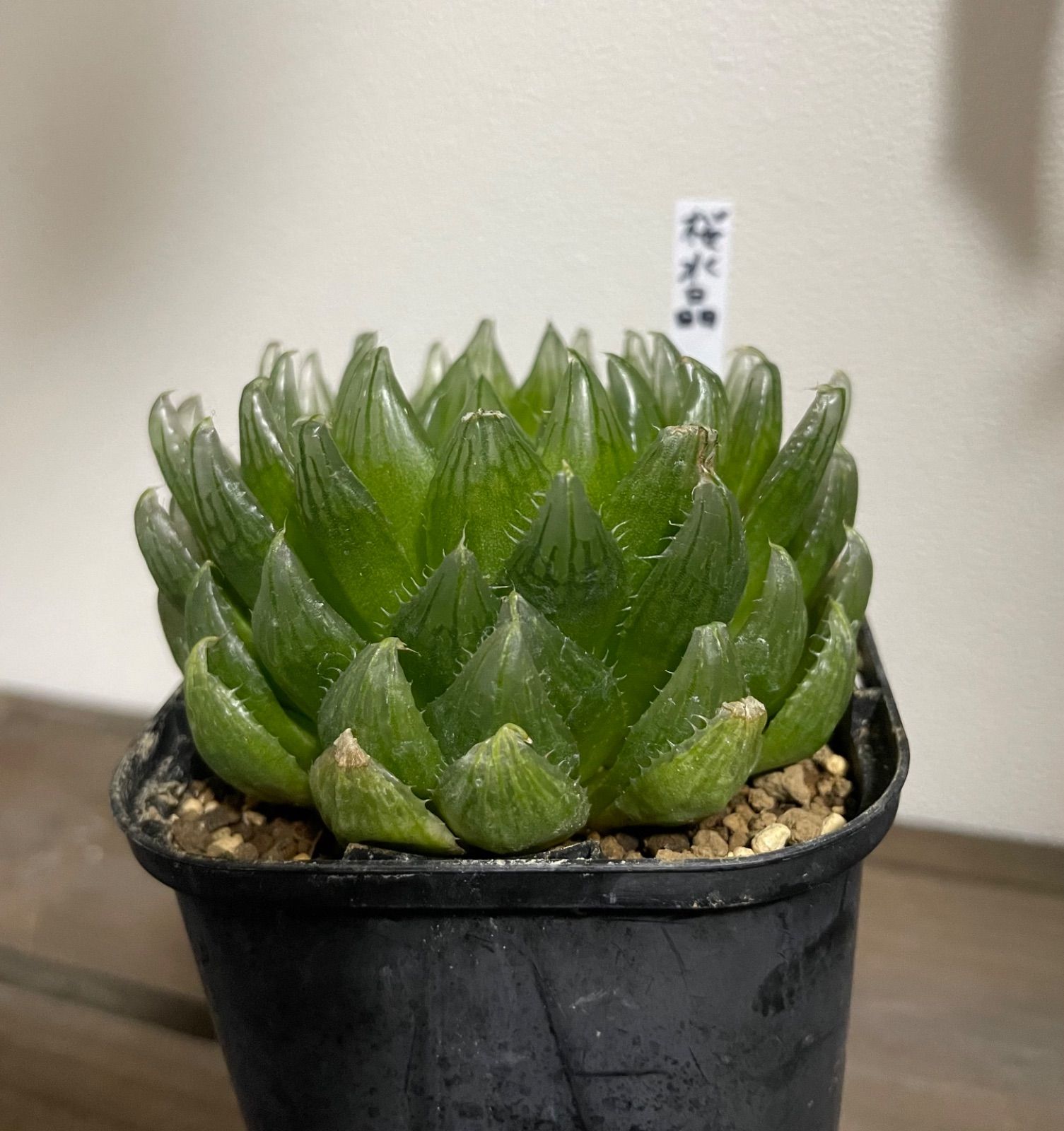 多肉植物　ハオルチア　桜水晶　抜き苗 桜水晶 ハオルチア サクラ水晶 大苗 美苗 抜き苗 多肉植物 - メルカリ