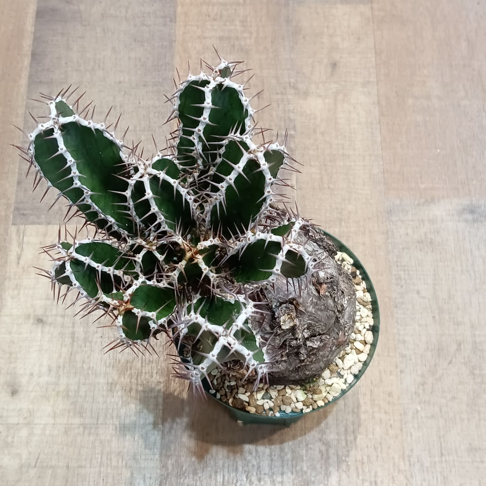 3 Euphorbia mlanjeana ユーフォルビア ムランジーナ 現地株 発根済