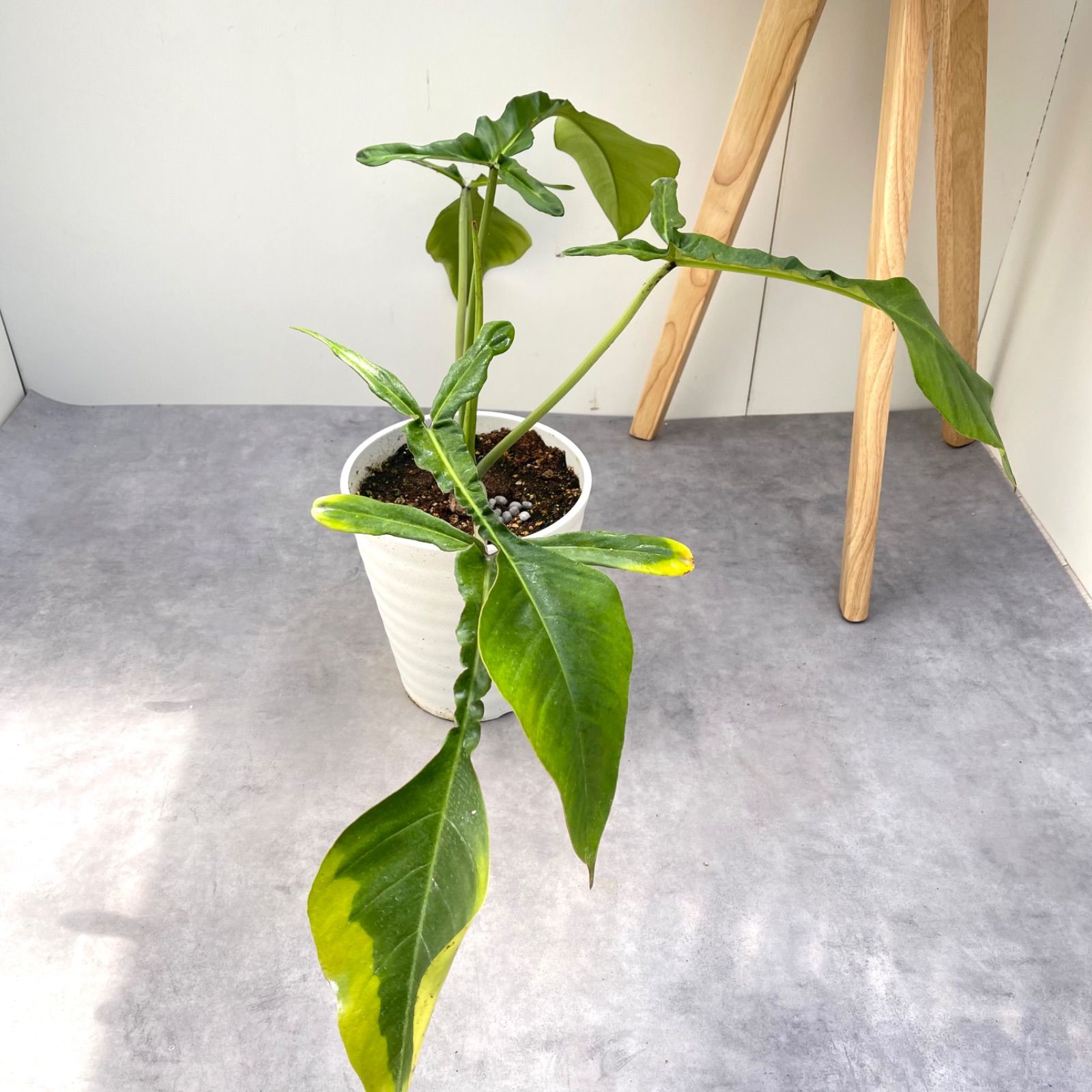 フィロデンドロン　ジョーピー　1【現品】☆希少☆ 観葉植物　室内 フィロデンドロン ジョーピー 1【現品】☆希少☆ 観葉植物 室内