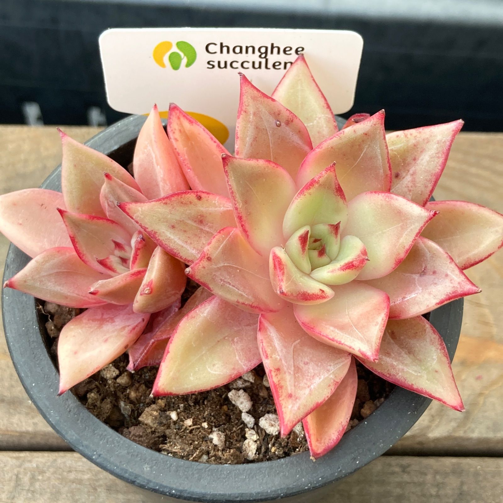 【新入荷】エケべリア　韓国苗　ルナ イエロータイプ　多肉植物 　s_6112 新入荷｜送料込】エケべリア 韓国苗 ルナ イエロータイプ｜チャン