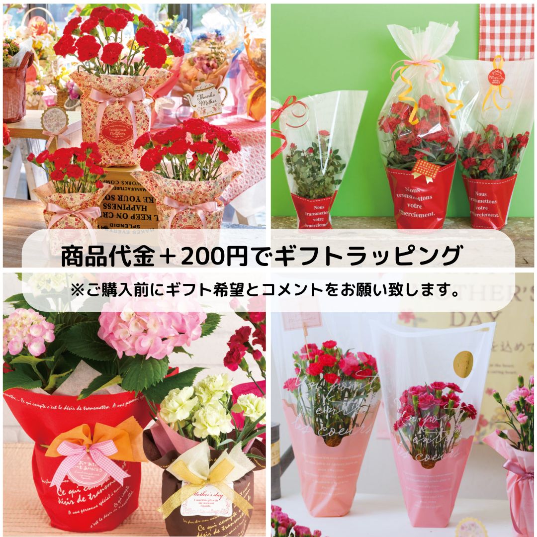 花芽なし】アジサイ：ホシナデシコ〈星なでしこ〉（4号