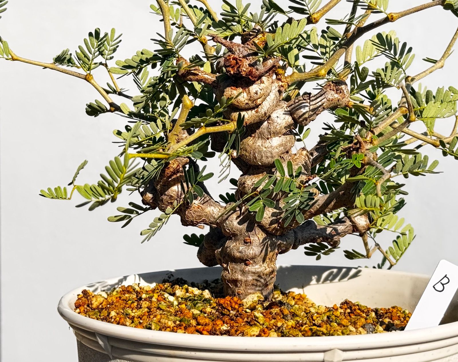 センナ メリディオナリス ボコボコ タイプ （鉢付き) 観葉植物 センナ