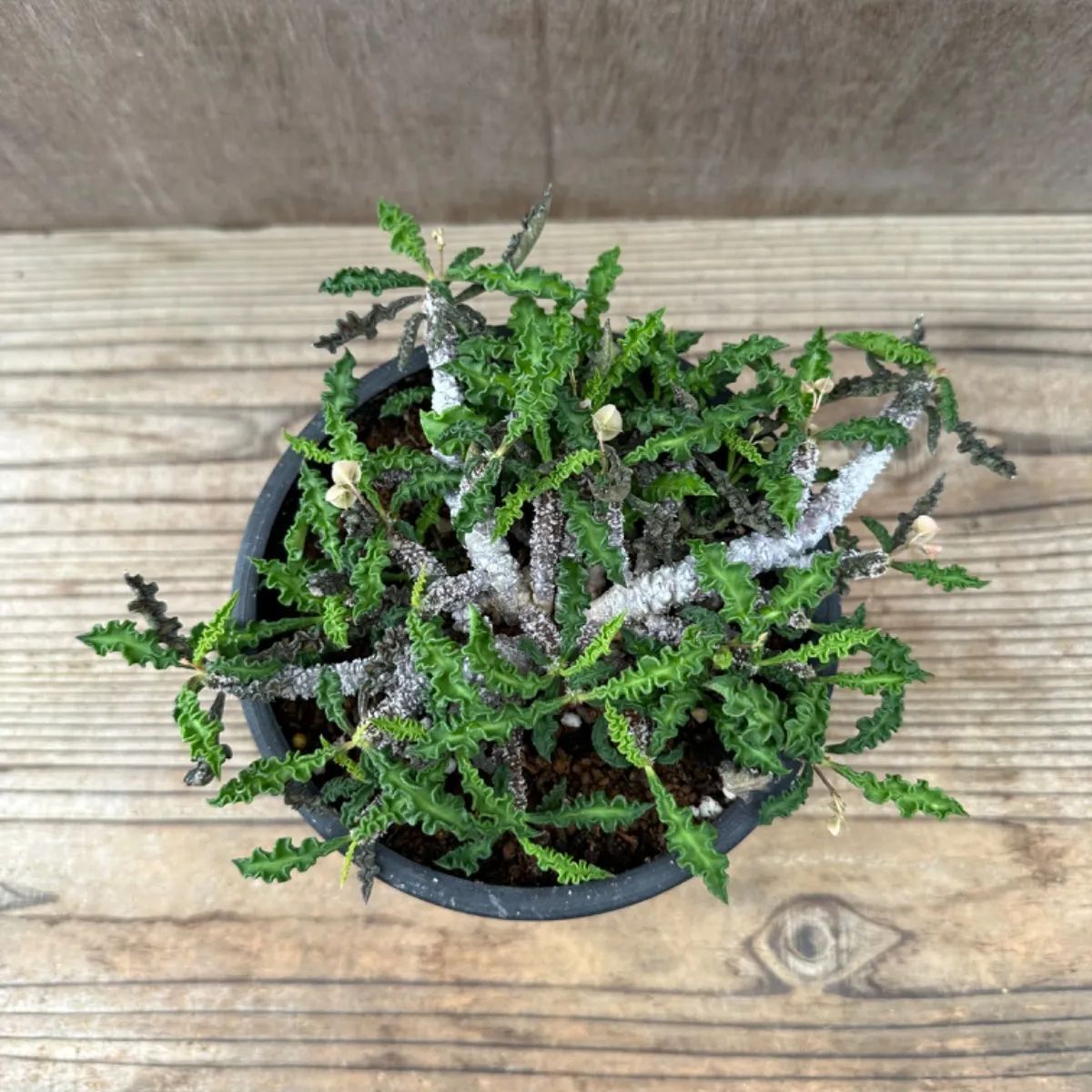 ユーフォルビア デカリー　現品　Euphorbia decaryi  トウダイグサ科 ユーフォルビア属 ちび花キリン 花キリン  観葉植物 観葉 植物  多肉植物 多肉 カクタス  ユーフォルビアインテリア